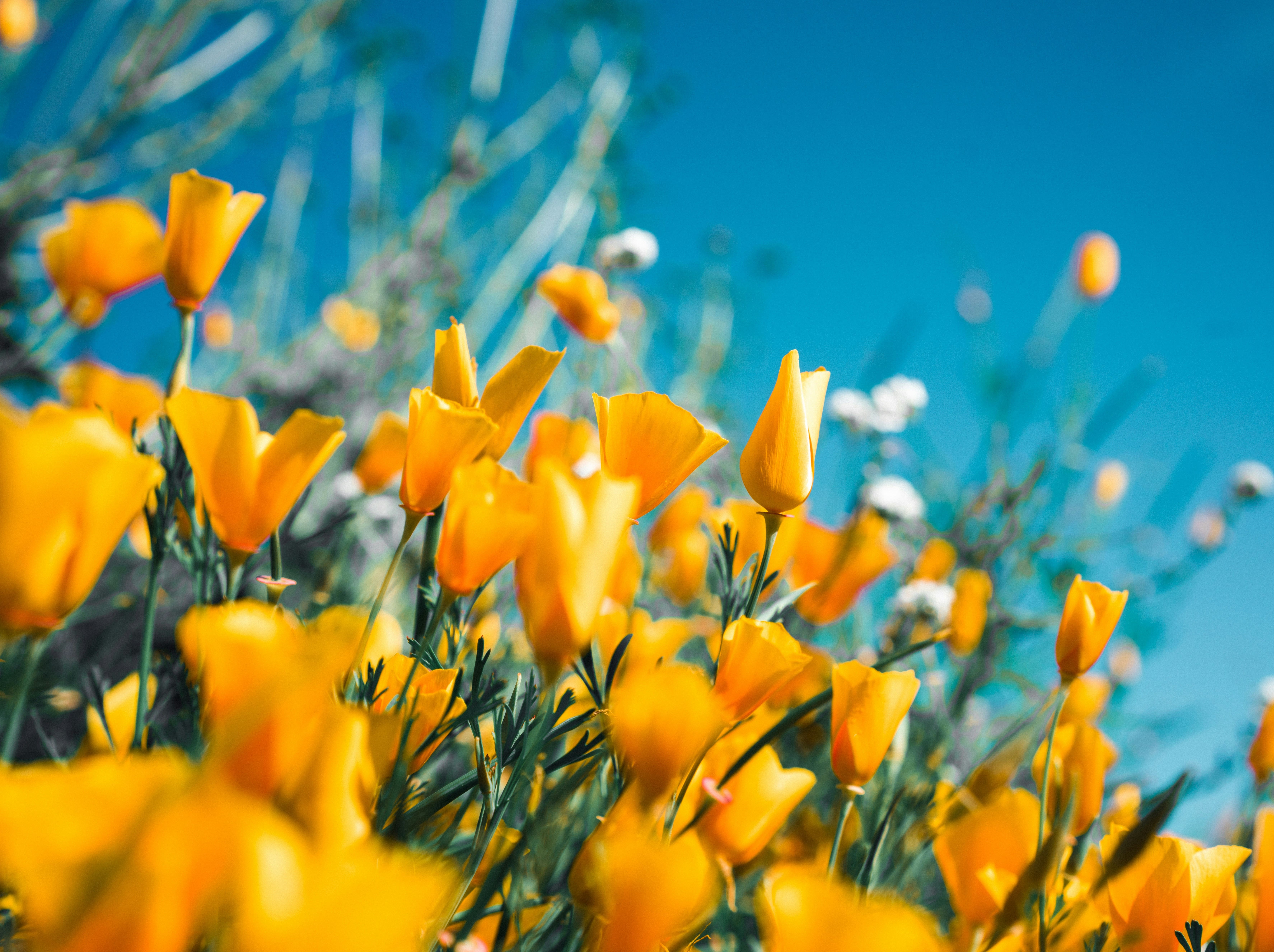 Colourful spring flowers blooming in a garden
